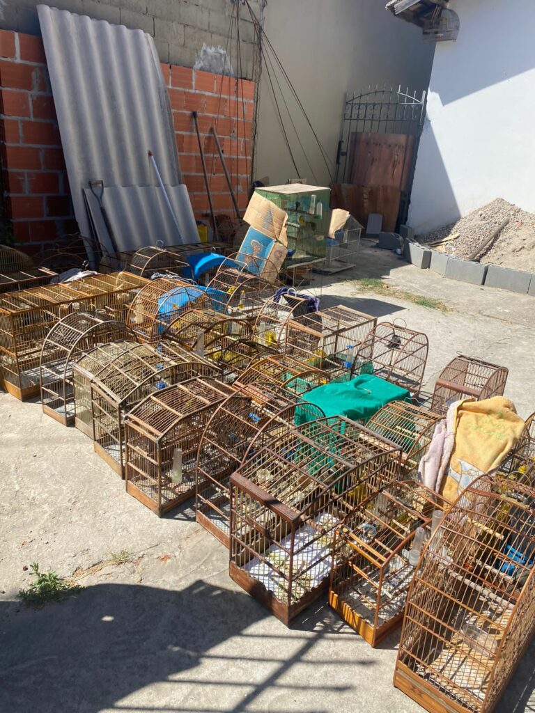 PM Ambiental resgata 71 aves mantidas em cativeiro em São José dos Campos PM Ambiental resgata 71 aves mantidas em cativeiro em São José dos Campos