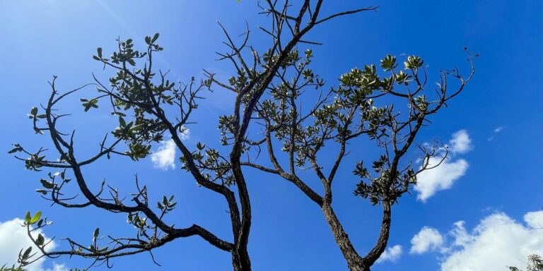Alertas de desmatamento batem recorde no Cerrado Alertas de desmatamento batem recorde no Cerrado