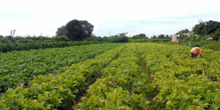 MDA lança programa de gestão para cooperativas da agricultura familiar MDA lança programa de gestão para cooperativas da agricultura familiar