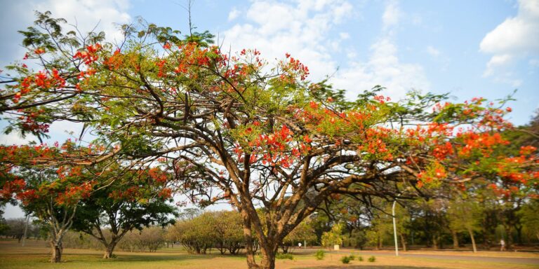 Primavera começa às 3h50 deste sábado Primavera começa às 3h50 deste sábado