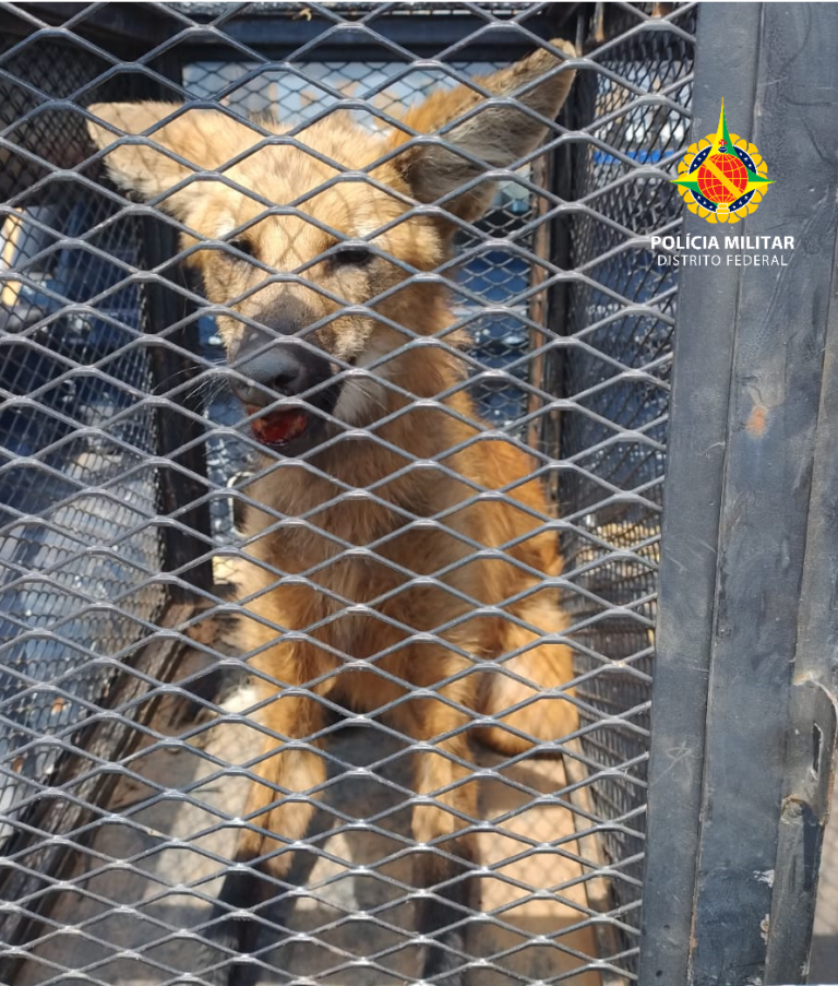 PMDF Resgata Lobo Guará no Setor de Chácaras 26 de Setembro PMDF Resgata Lobo Guará no Setor de Chácaras 26 de Setembro