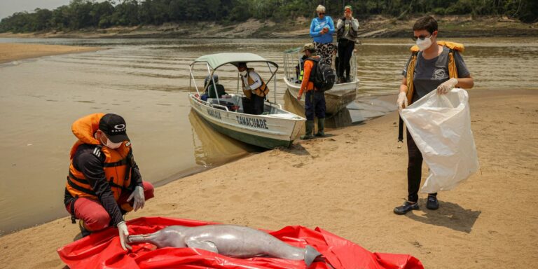 Pesquisadores encontram carcaças de 23 botos em Coari, no Amazonas Pesquisadores encontram carcaças de 23 botos em Coari, no Amazonas
