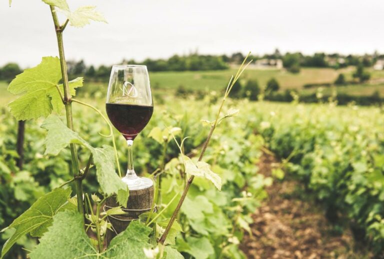 Plantação de uva para produção de vinhos em SP aumenta 8 vezes em 2023