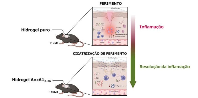 Unesp e Unifesp produzem hidrogel que melhora a cicatrização de feridas diabéticas Unesp e Unifesp produzem hidrogel que melhora a cicatrização de feridas diabéticas