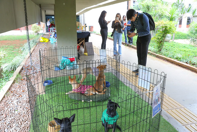 15/04/2025 - Feira pet incentiva adoção responsável e bem-estar animal no anexo do Palácio do Buriti