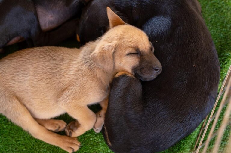 Feira Pet será realizada no Anexo do Palácio do Buriti nos dias 15 e 16 de abril Feira Pet será realizada no Anexo do Palácio do Buriti nos dias 15 e 16 de abril